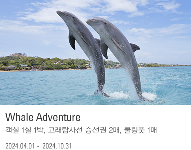Whale Adventure